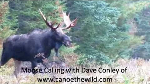 Maine Moose Hunting and Calling