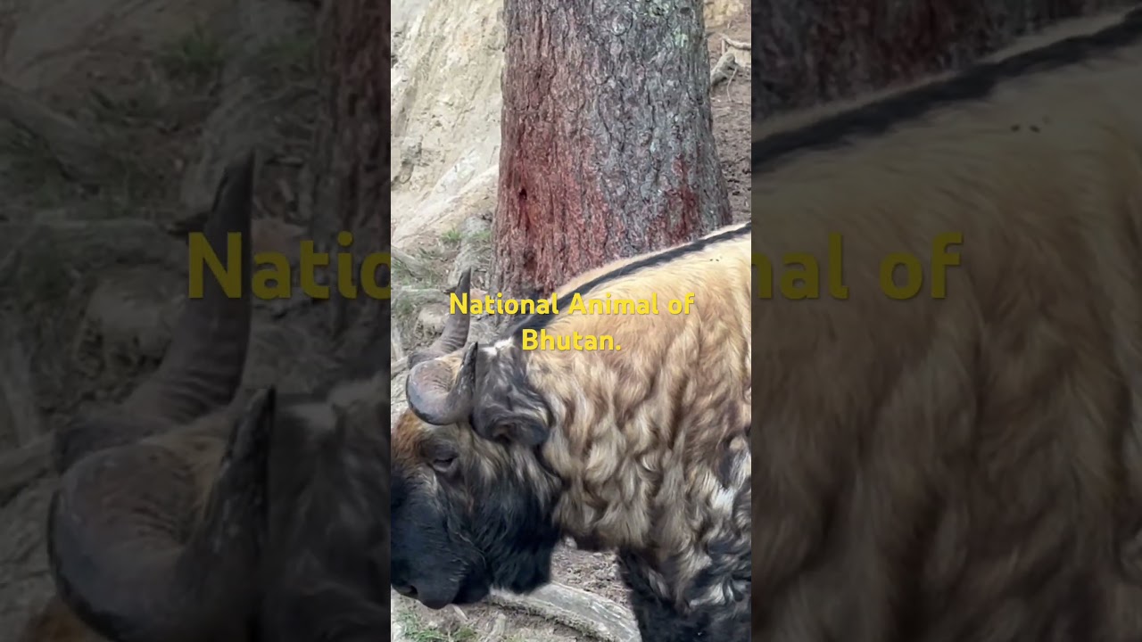 Takin - The National Animal of Bhutan