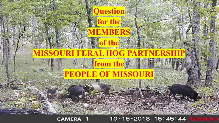 Missouri Feral Hogs