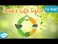 The Life Cycle of a Snake Quiz