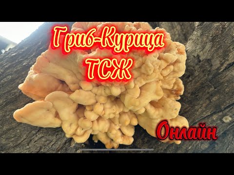 Gribnik в прямом эфире!трутовик серно-желтый-он же-Гриб-Курица !он очень вкусен,а как красив!!!😉👍