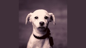 Alluring Backdrops for Calming Your Dog