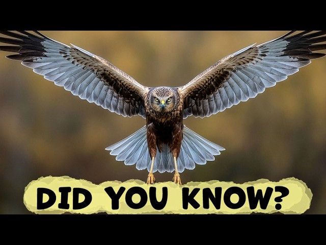WESTERN MARSH HARRIER Species Guide