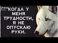 Все цитаты волка тик ток/подборка цитат волка из тик тока