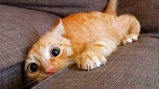 Я РЖАЛ ДО СЛЕЗ 😹 СМЕШНЫЕ КОШКИ И СОБАКИ | СМЕШНЫЕ ЖИВОТНЫЕ 2023 😹 ЛУЧШИЕ ПРИКОЛЫ #89