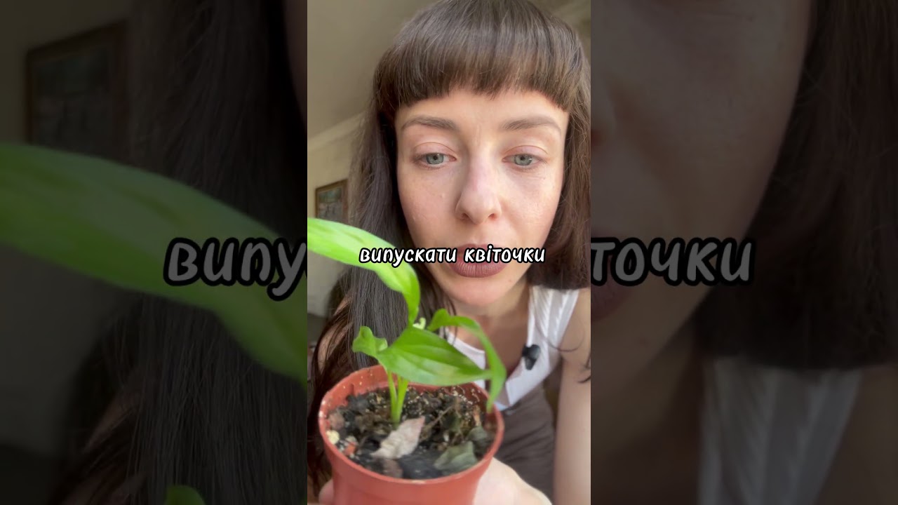Якщо у вас є котики...