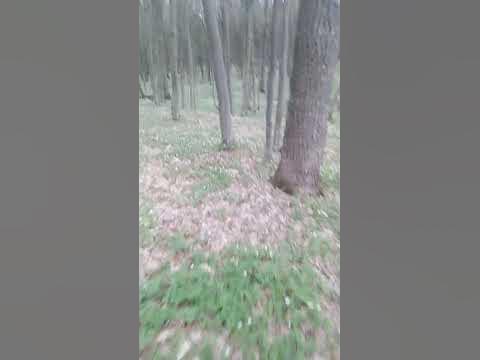 Весінній ліс. - YouTube