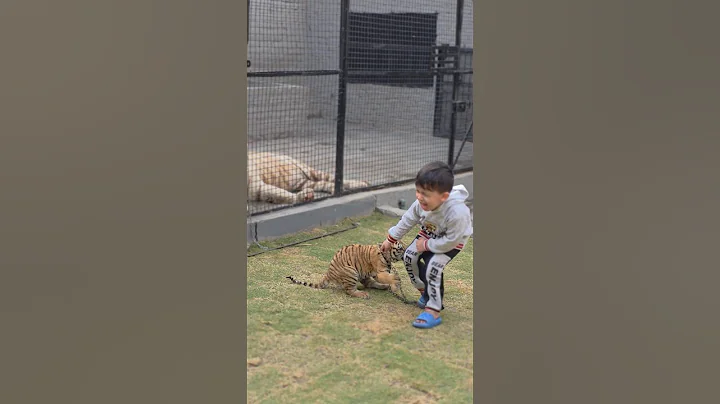 Tiger Cub Bites On Little Kids Leg | Nouman Hassan thumbnail