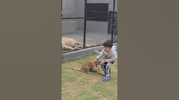 Tiger Cub Bites On Little Kids Leg | Nouman Hassan