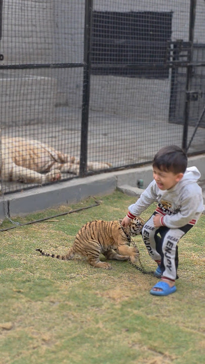 Tiger Cub Bites On Little Kids Leg | Nouman Hassan