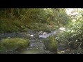 8 hours of Relaxing and Peaceful New Zealand Forest Sounds