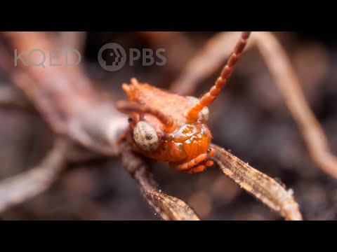 Video: Annam stick insects: appearance, lifestyle and captivity
