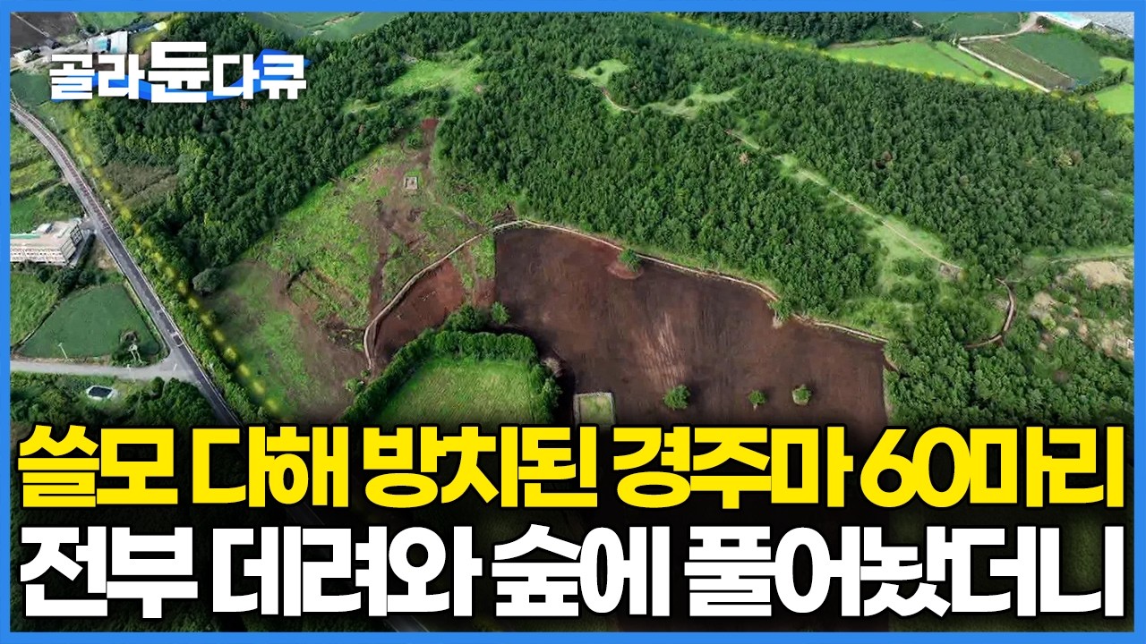 영양실조에 죽을 날만 기다리던 은퇴 경주마 60마리를 데려온 남자, 제주 숲에 풀어줬더니 생긴 변화｜PD로그｜#골라듄다큐