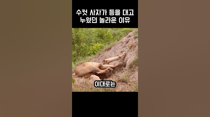 사자가 야생 멧돼지를 잡기 위해 한 놀라운 행동