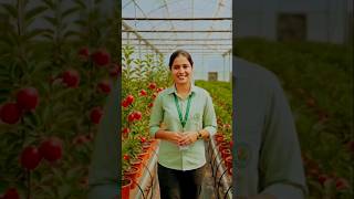 Amazing Apple Farming in Polyhouse | Apple Plants Growing in Pots | Modern Agriculture Technology
