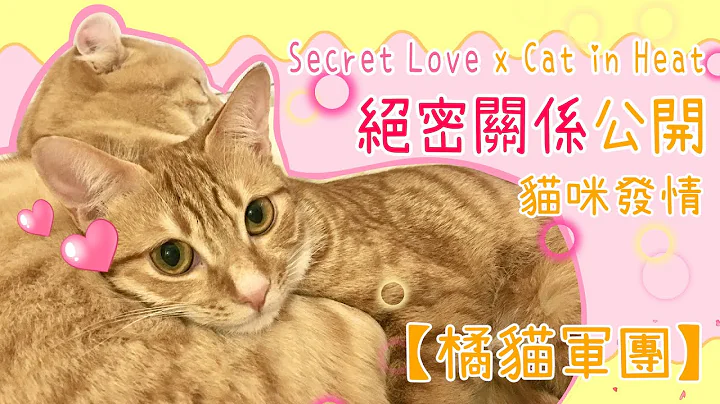 【橘貓軍團】絕密關係公開 貓咪發情 Secret Love x Cat in Heat - 天天要聞