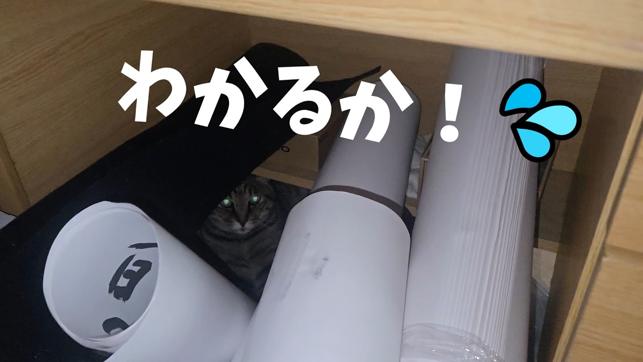 The cat with expert hide-and-seek skills [Life with 4 cats 1613s