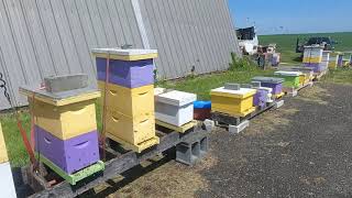 2024 Removing Queen cages using the hive lifter by Sawmill Charlie's Bee Farm 870 views 1 month ago 34 minutes