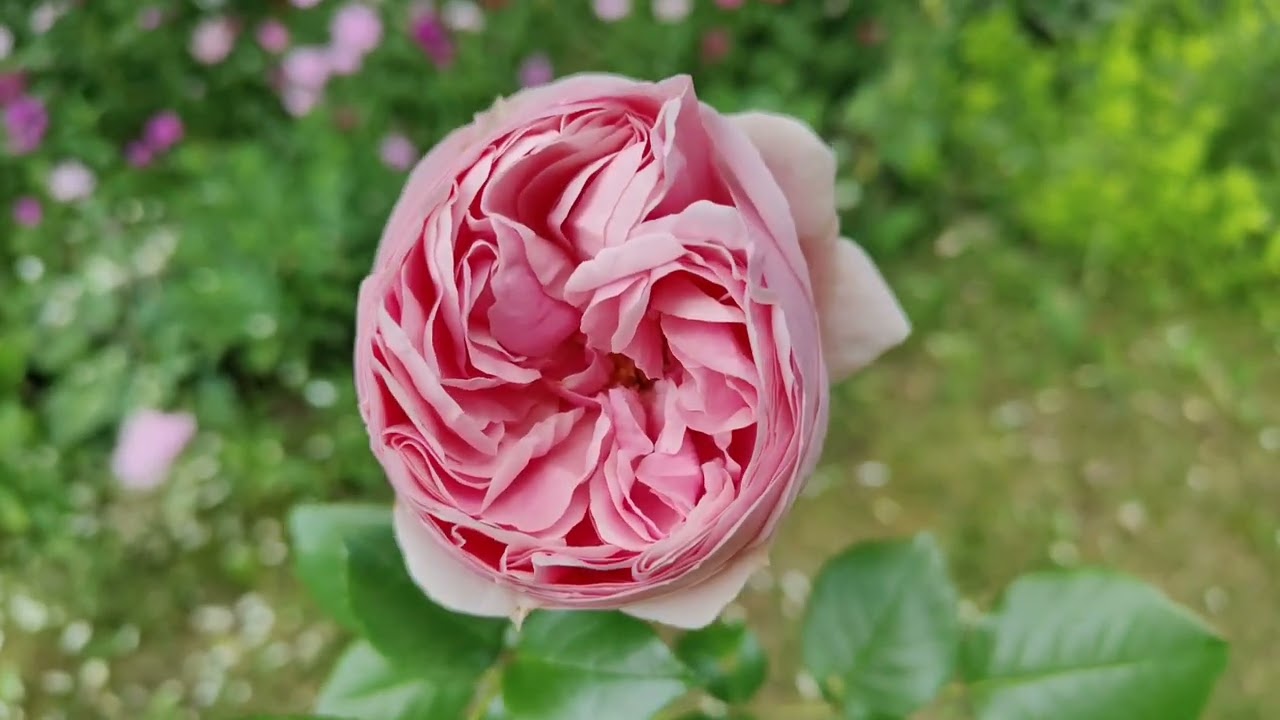 Od wiosny do jesieni w Różanym Zakątku część 3