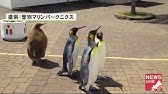 旭山動物園 体も態度も大きくなったキングペンギンの赤ちゃん Youtube