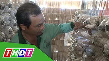 Thành công với mô hình trồng nấm bào ngư trong nhà | THDT