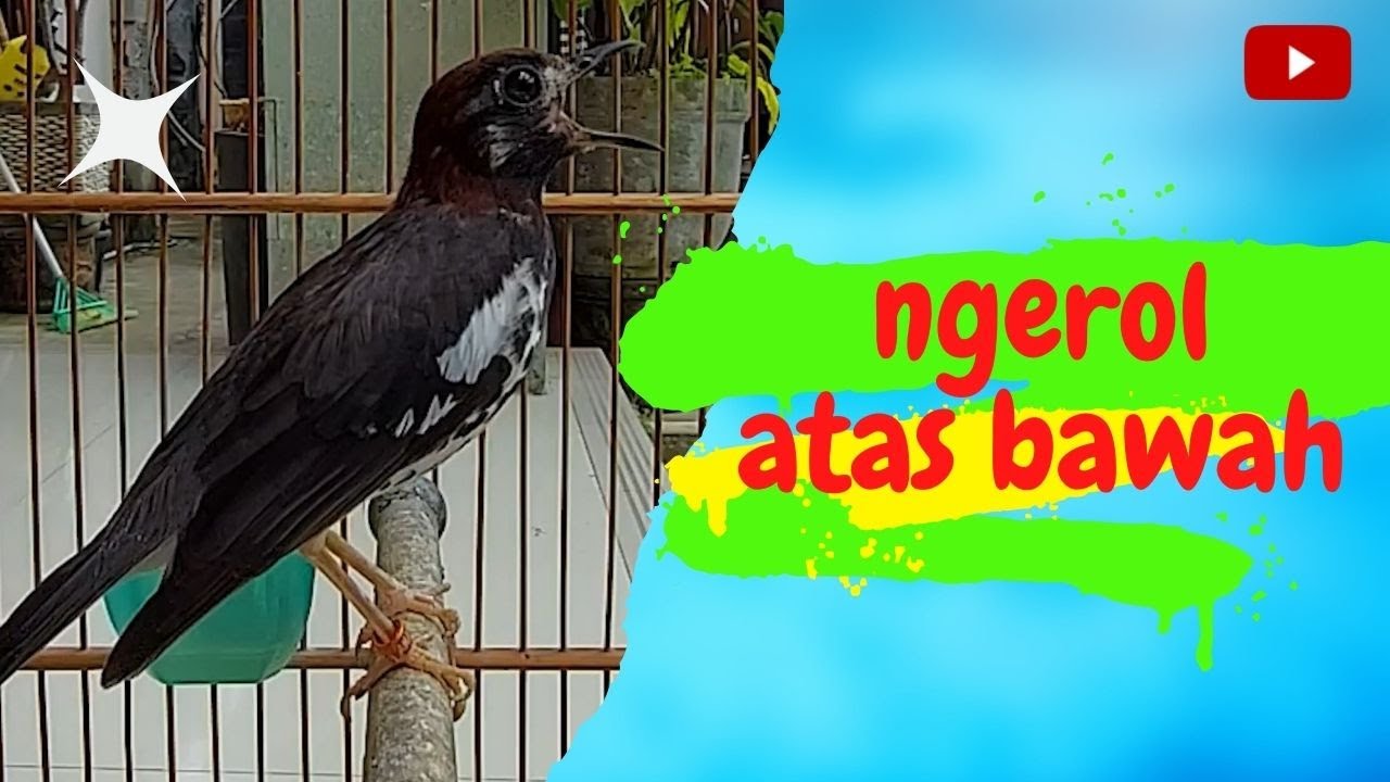 Anis Kembang Jantan Gacor Ngerol atas bawah speed rapat