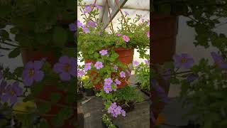 Бакопа Ампельная - Цветы Для Посадки В Кашпо #Бакопа #Цветы #Flower #Garden #Дача #Garden #Flowering