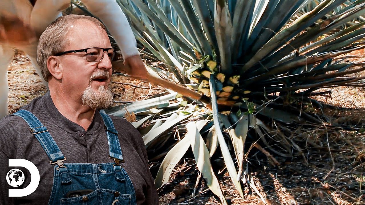 Bebida mescal preparada com a planta agave-azul | Destiladores: Mestre Destilador | Discovery Brasil