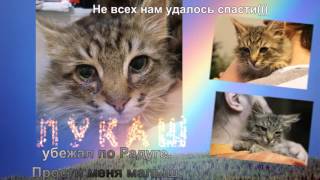 Кошки которых спасли волонтёры г.Ярославля Кошки которых спасли волонтёры г.Ярославля