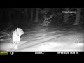 Trail cam video from NW Wisconsin. Wolves, bears, bobcats and more