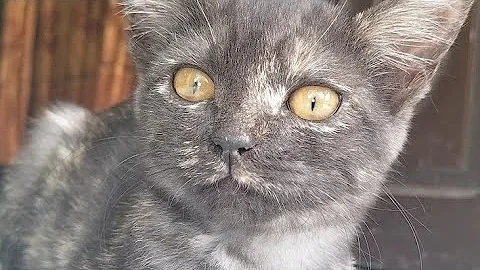 Watch the video about New video Black cat and orange eyes 🤯 🤯 🤯 18 August 2023