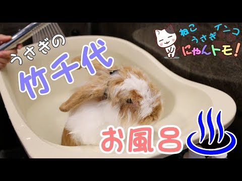 うさぎをお風呂に初めて入れてみた I First Tried Putting A Rabbit In A Bath Youtube