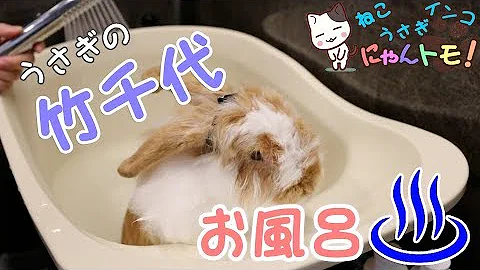 ガラスのうさぎ 入浴 Mp3