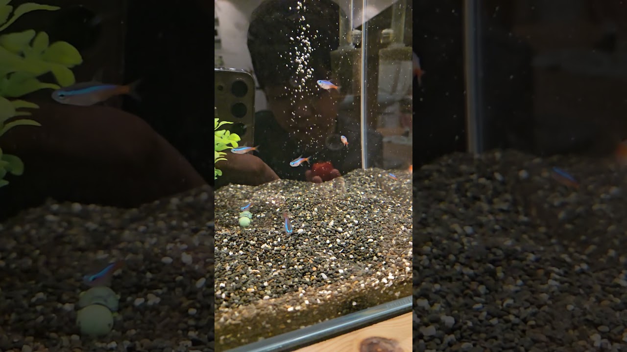 Fish tank slow motion video