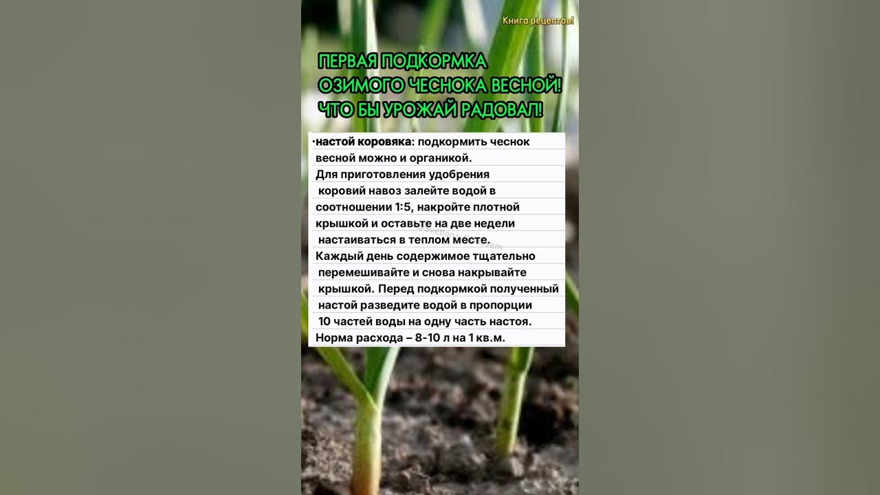 Подкормка чеснока весной - YouTube