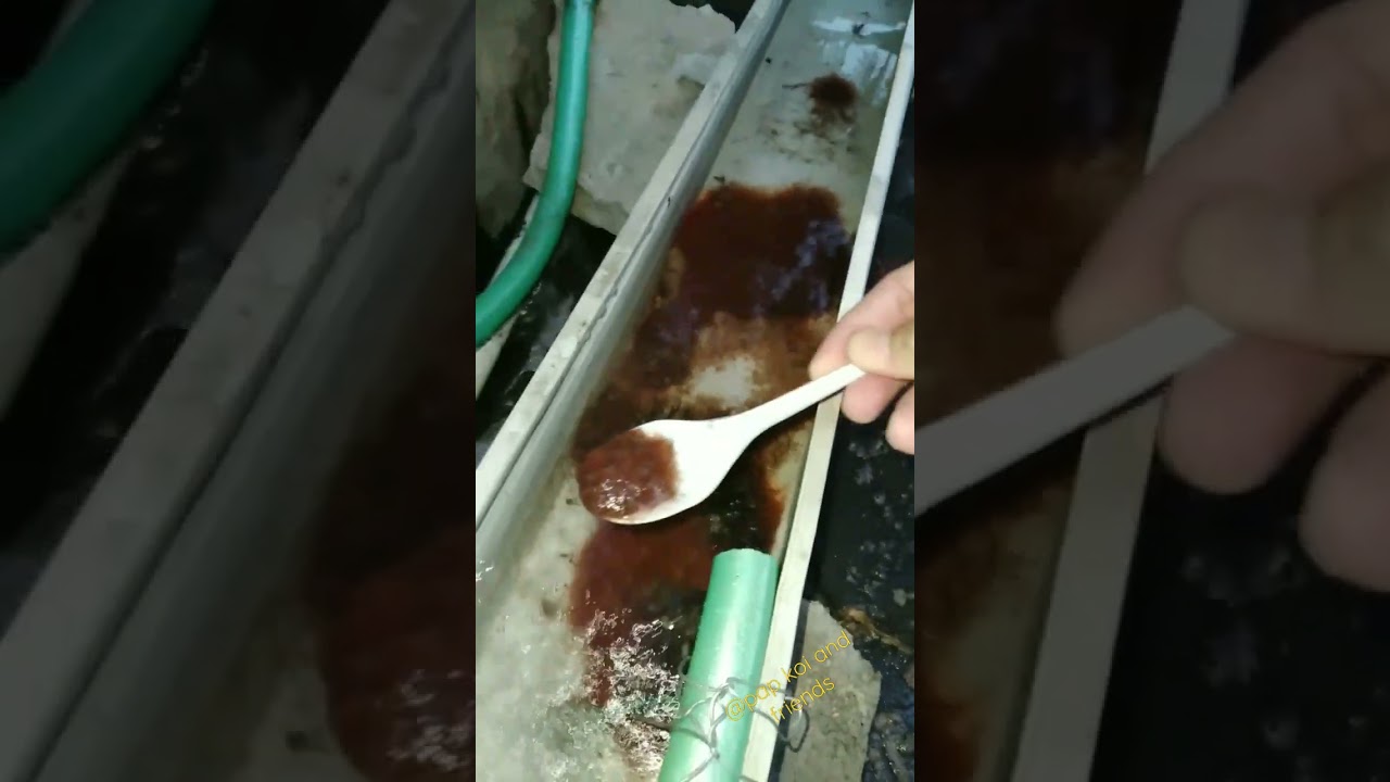 Nekad!! ikan koi usia 3 hari coba kasih pakan cacing sutera | kapan burayak koi makan cacing ? casut
