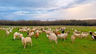 Rotational grazing sheep