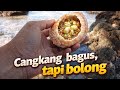 Nemu Cangkang Langka di Pantai Ini! Ternyata Isinya? 