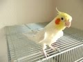 Cockatiel Remix