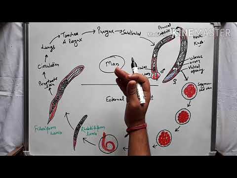 Ancylostoma duodenale (hookworm) life cycle and pathogenesis in hindi