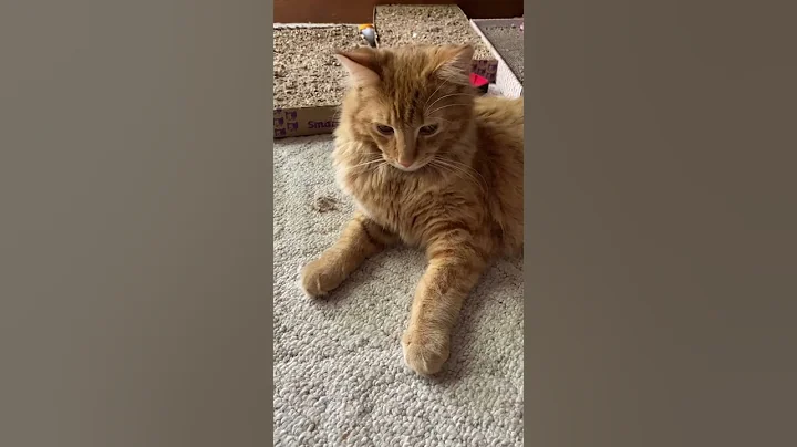 Watch the video about Leo the Shelter Maine Coon Kitten is a mighty fine young Tom Cat.