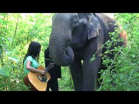 Song for a Blind Elephant - Song for a Blind Elephant