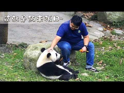 《熊貓早晚安》這就是飯來張口~ | iPanda熊貓頻道