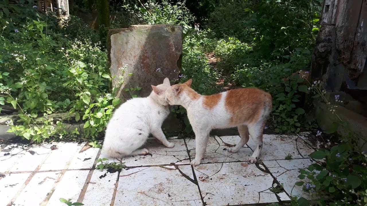 Kucing OREN VS Kucing Putih Adu silat #Lucu 