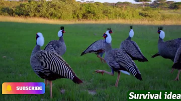 Helmeted guineafowl and babies family in nest in the wild