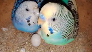 Budgerigar Eggs - The Budgerigar Council of South Australia is hatching eggs like share video