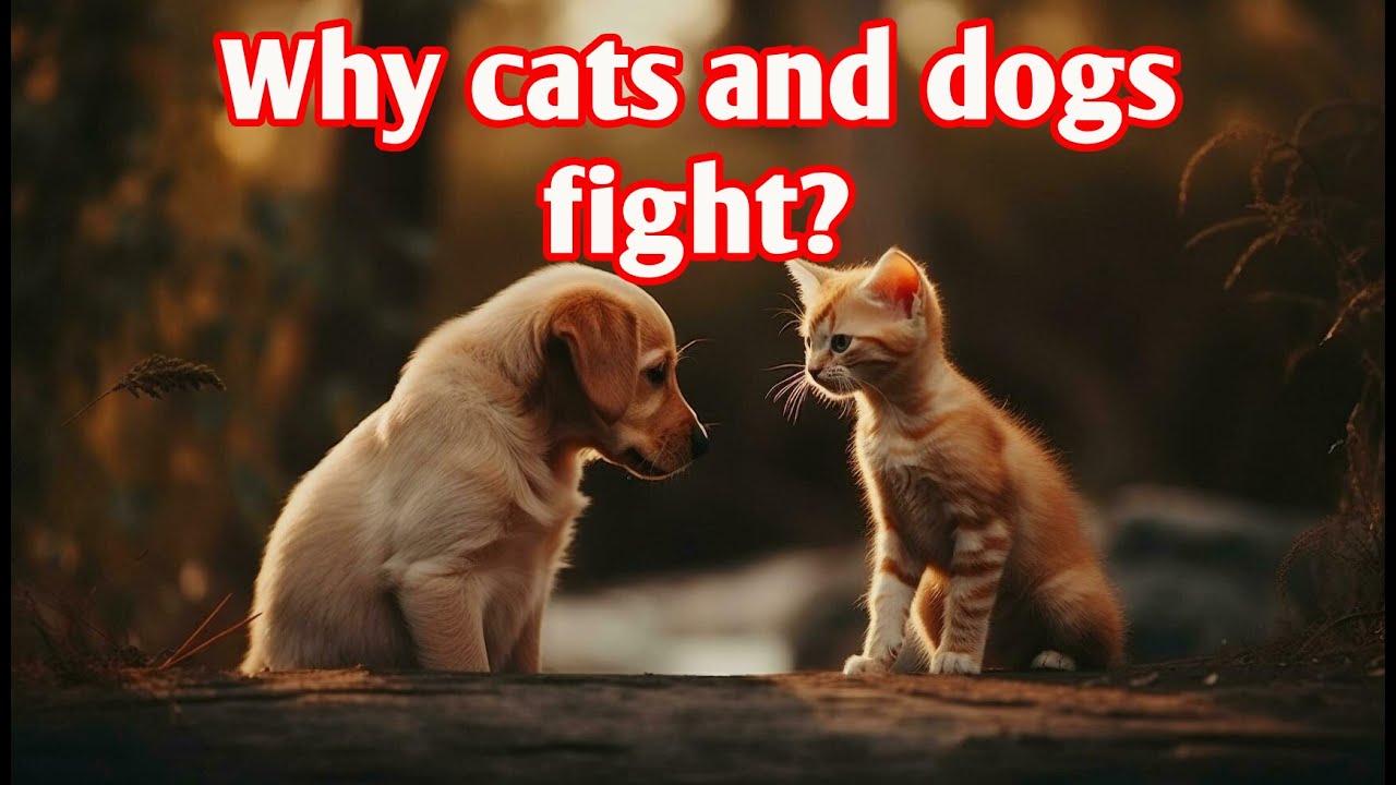 Why cats and dogs fight? YouTube