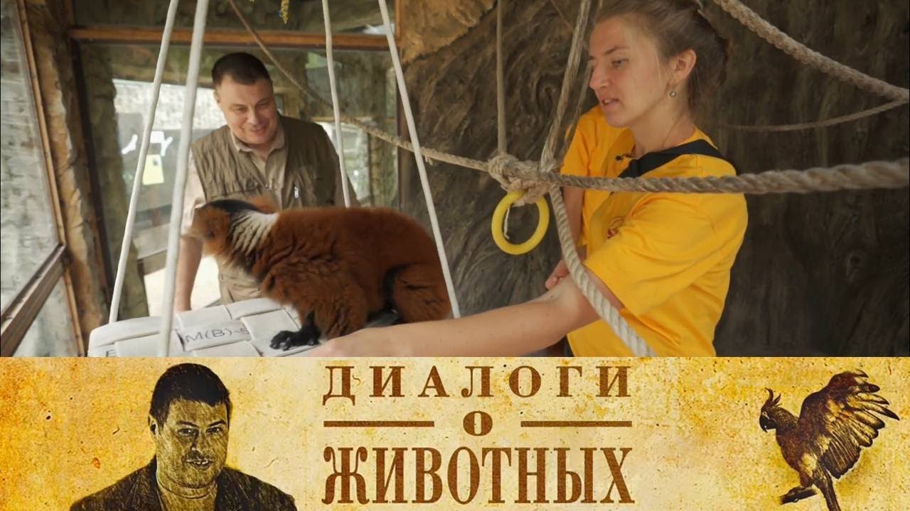 Сафари Парк в Геленджике. 10-я серия // Диалоги о животных @SMOTRIM_KULTURA