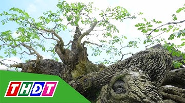 Xác lập kỷ lục cây me tây bonsai độc bản | THDT