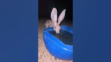 ارنب بري يشرب ماء 